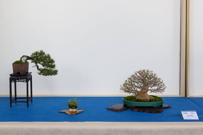 Pino silvestre e acero buergerianum - Studio Botanico