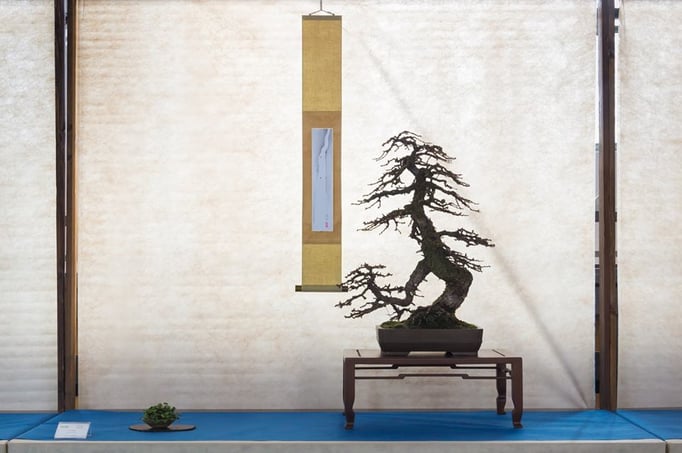 Larice di Paolo Scarafiotti, Istruttore UBI - Unione Bonsaisti Italiani