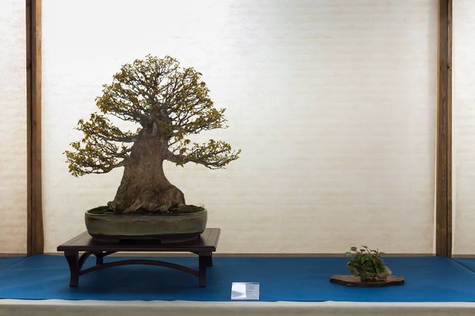 Acero Buergerianum - Bonsai Club Martesana