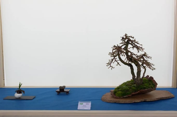 Larix decidua - Associazione Bonsai il Moro