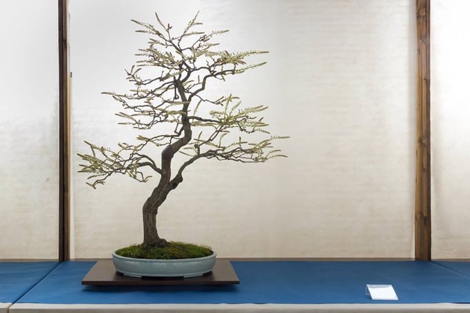 Glicine - Associazione Arte e Cultura Bergamo Bonsai