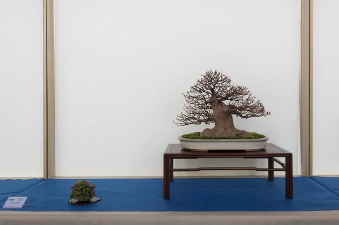 Acero buergerianum - Bonsai Club Amici del Verde - Permio IBS Bonsai