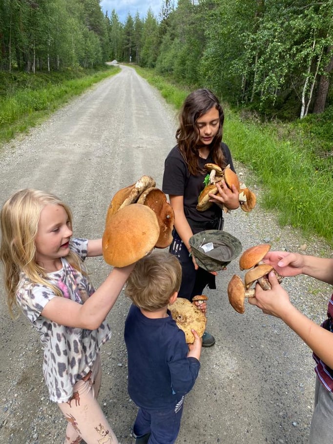 Pilzezeit in Lappland