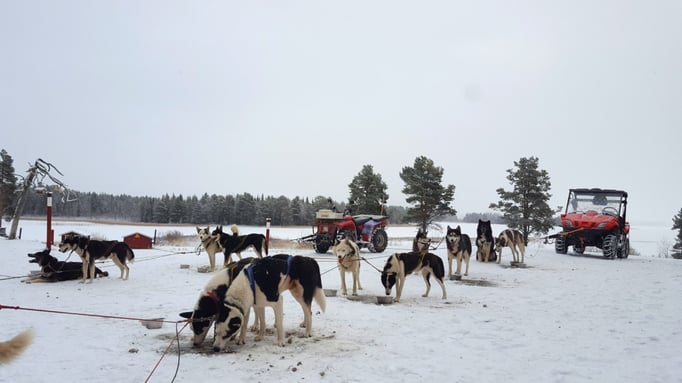 Hundegespanne durch Schwedens schönste Natur