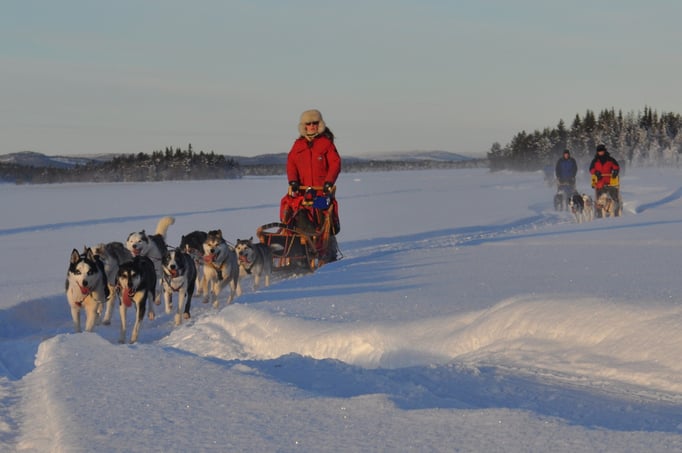 Schlittenhundegespanne  in Lappland