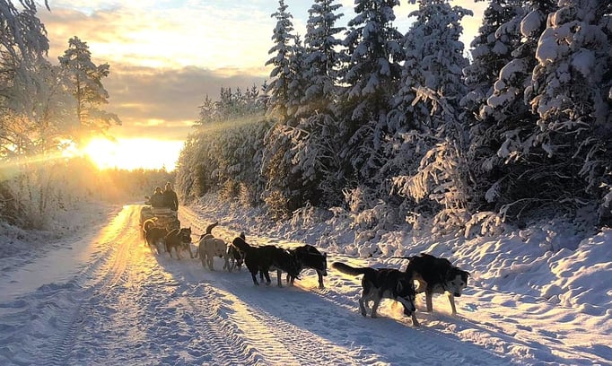 Schlittenhundetouren in Lappland