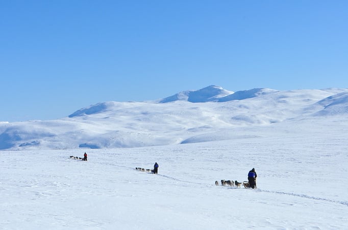 Die unendlichen Weiten Lapplands mit dem Hundeschlitten erfahren