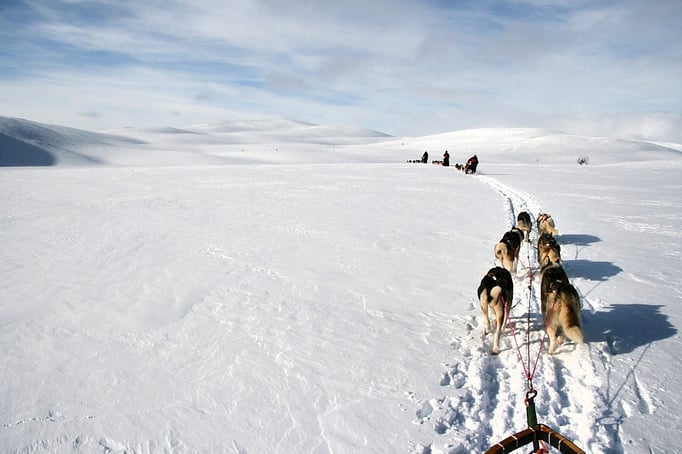 Husky Expedition durch das Vindelälvens Naturreservat