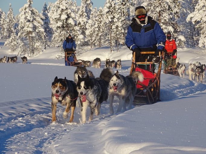 Huskys on tour mit uns in Lappland