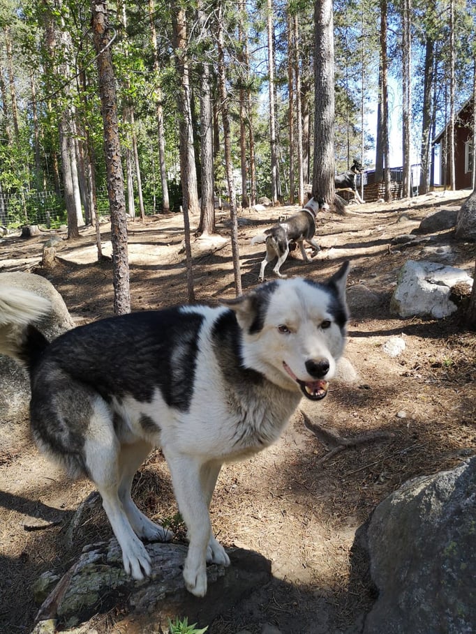Hunde spielen in den großen Ausläufen
