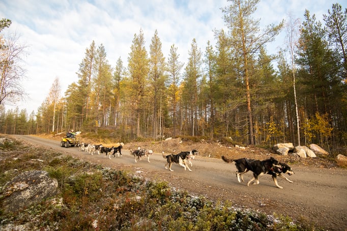 Herbst und Lappland lohnt sich!