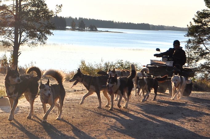 Hundeschlittenfahrten in Schweden