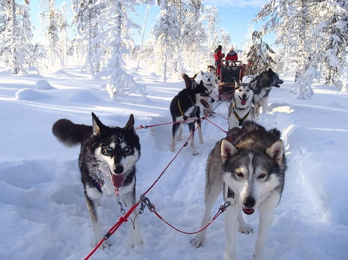 Auf Tour mit Schlittenhunden in Lappland