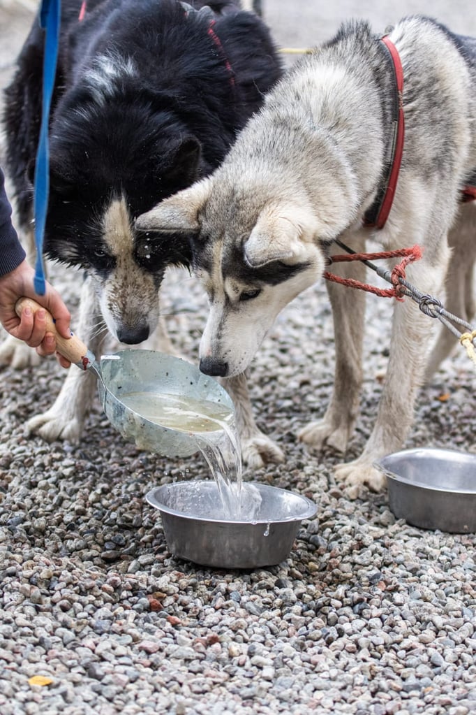 Trinkpause beim Herbsttraining der Huskys