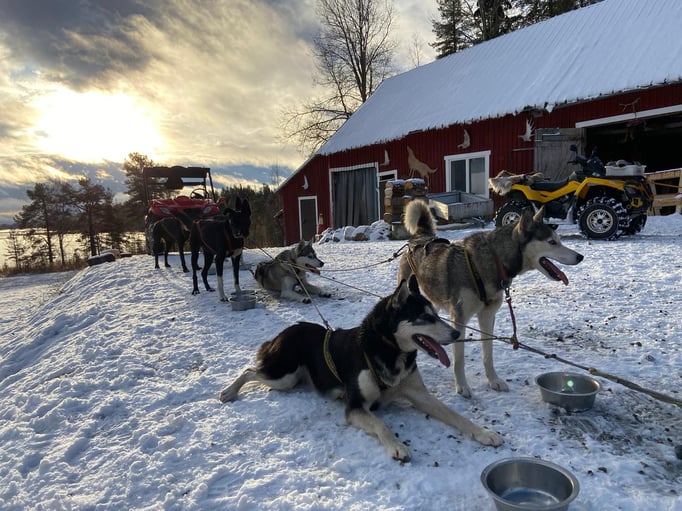 Siberian Huskys nach einer Tour in Schweden