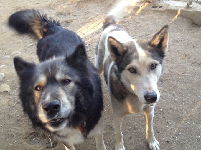 Unsere Schlittenhunde Q Boll und Whisky