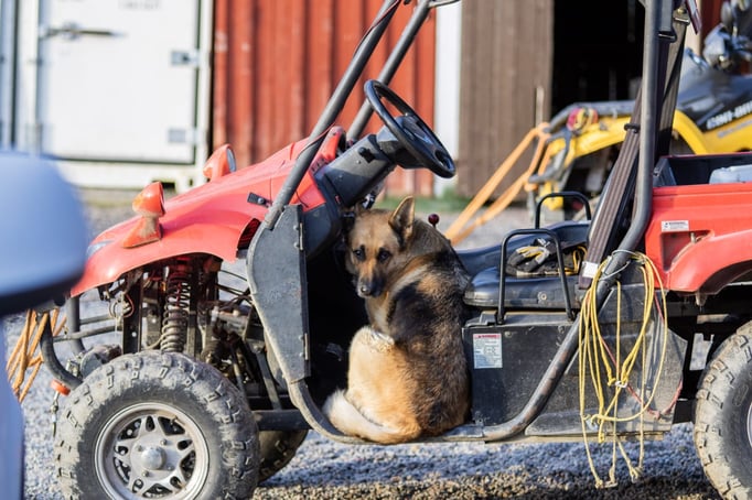 Schäferhund Buffy möchte mit bei den Huskytouren