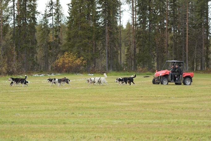 Mit sanften Sibirien Huskys in Lappland fahren