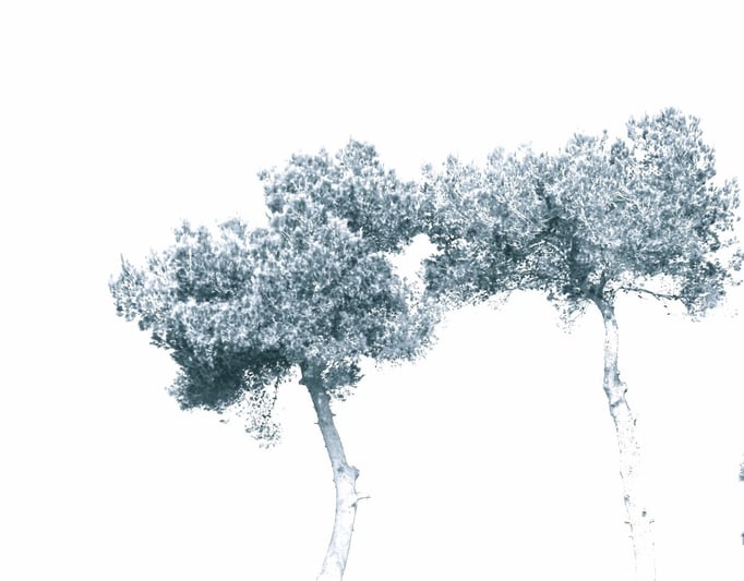 Two trees Grey