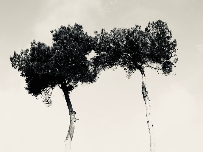 Two trees