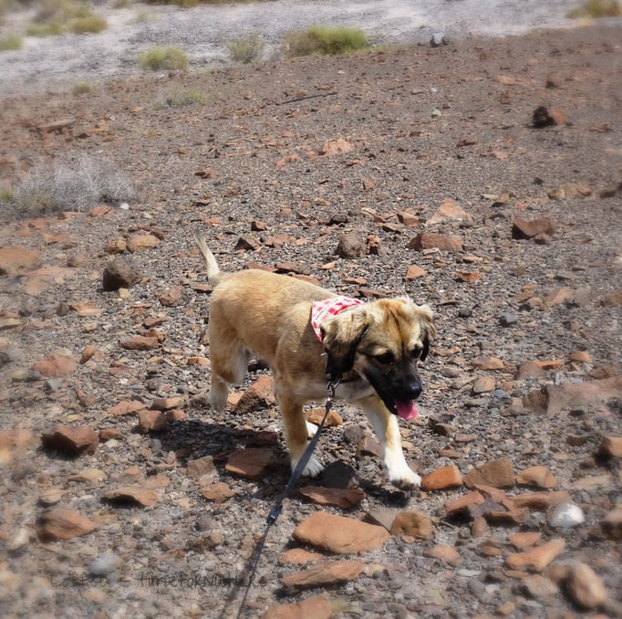 Im Einsatz auf den Wanderungen