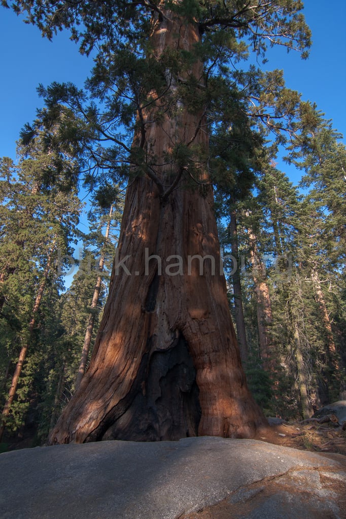 Sequoia NP