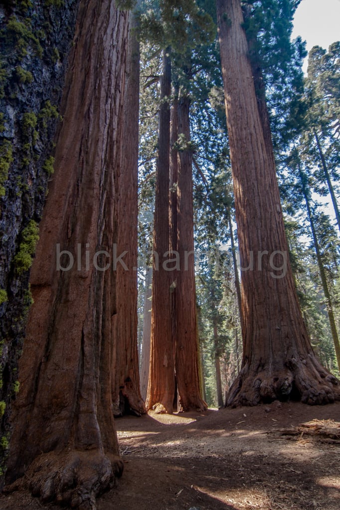 Sequoia NP