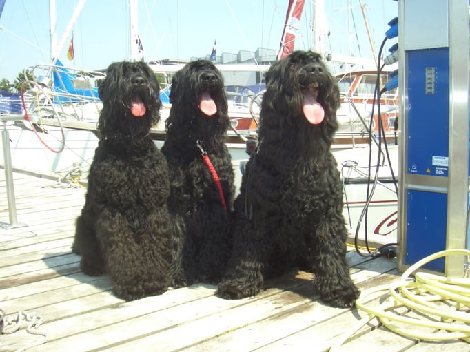 Besuch in Damp (Ostsee) von den schwarzen Terrier "vom  Zarenhof"