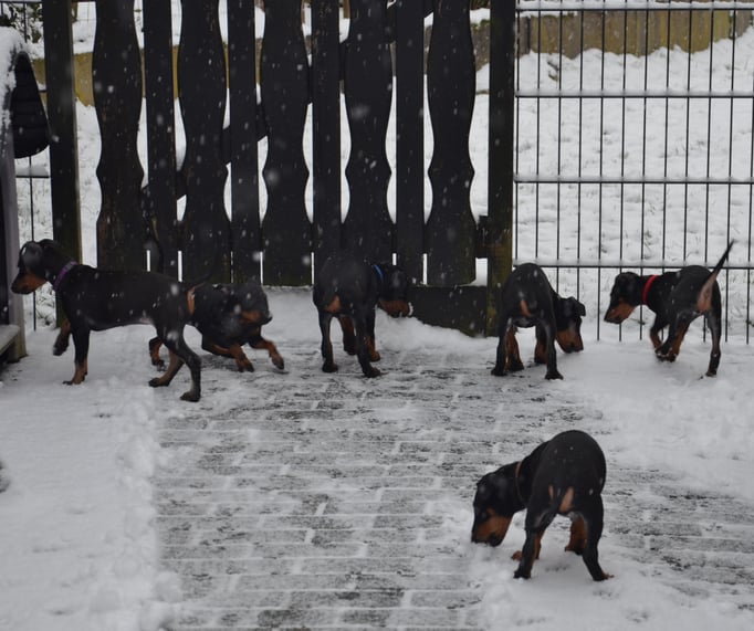 auch unsere Welpen haben Spaß im Schnee