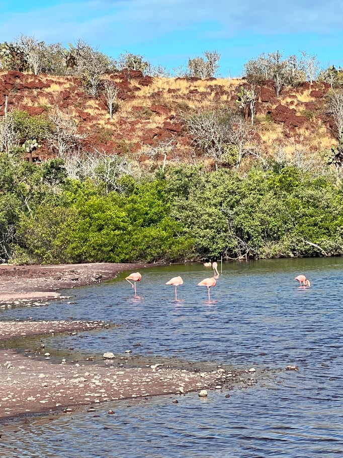 Flamingos in a small salty lagoon