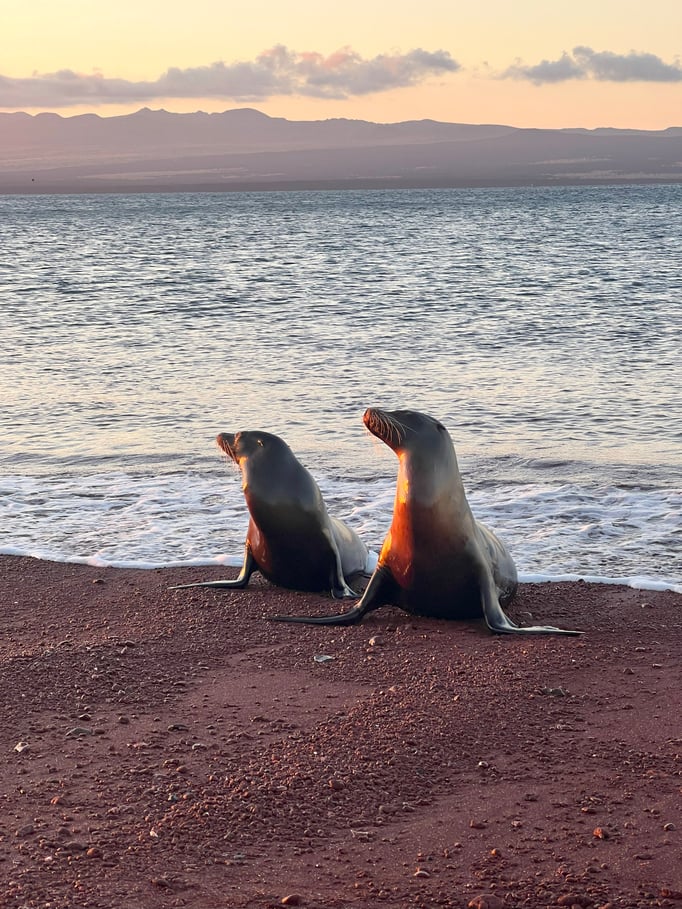 The profiles of two sea lions lit by the sunset