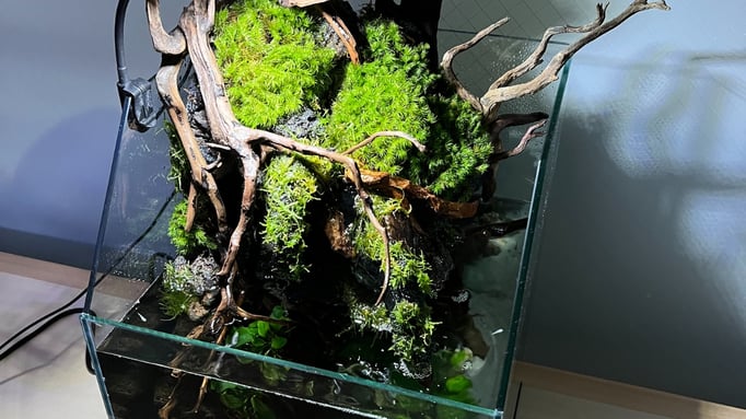 30センチ水槽のメダカテラリウム