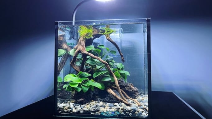 30センチ水槽のメダカ水草レイアウト