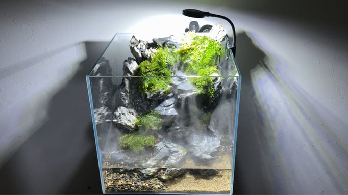 30センチ水槽の山岳メダカレイアウト