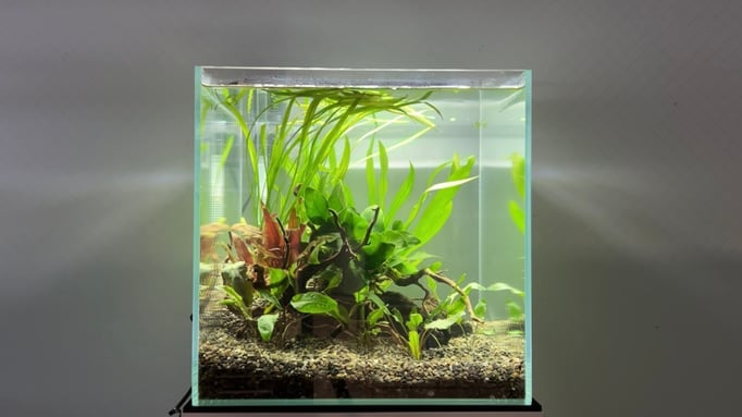 30センチ水槽メダカレイアウト