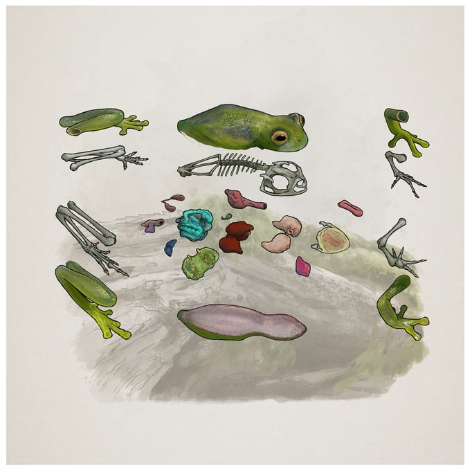 Illustration used in interactive web documentary / Frogs & Friends e.V. / Art Direction by Miiqo Studios UG  / Produced by Filmtank GmbH