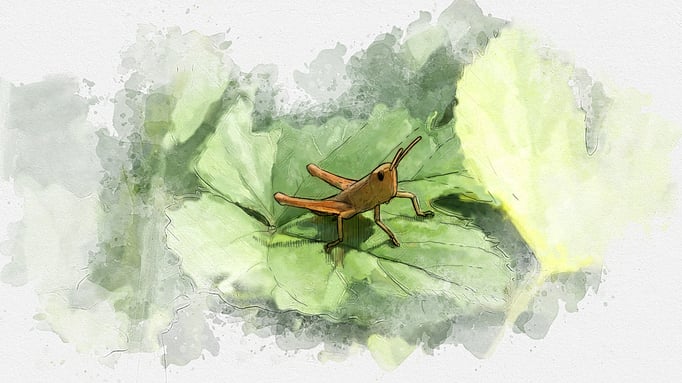 Illustration for image video for Stiftung Naturschutz Berlin / Produced by Probonobo GbR