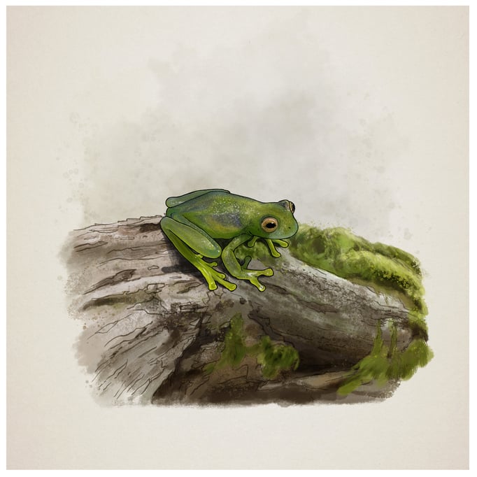 Illustration used in interactive web documentary / Frogs & Friends e.V. / Art Direction by Miiqo Studios UG  / Produced by Filmtank GmbH