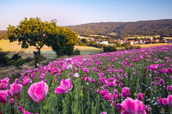 Mohnblüte in Germerode/Hessen
