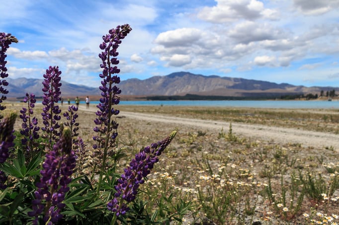 am Lake Tekapo