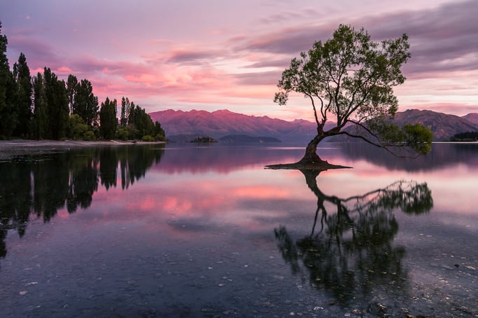 Lonely Tree Lake Wanaka