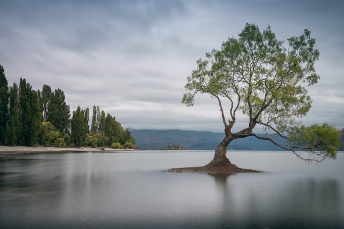 Lonely Tree Wanaka