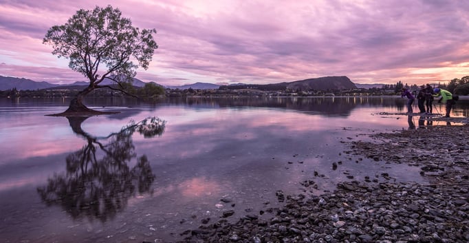Fotografenmeute an Neuseelands bekanntesten Baum