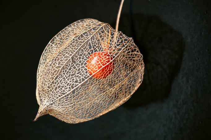 Lampion/Physalis