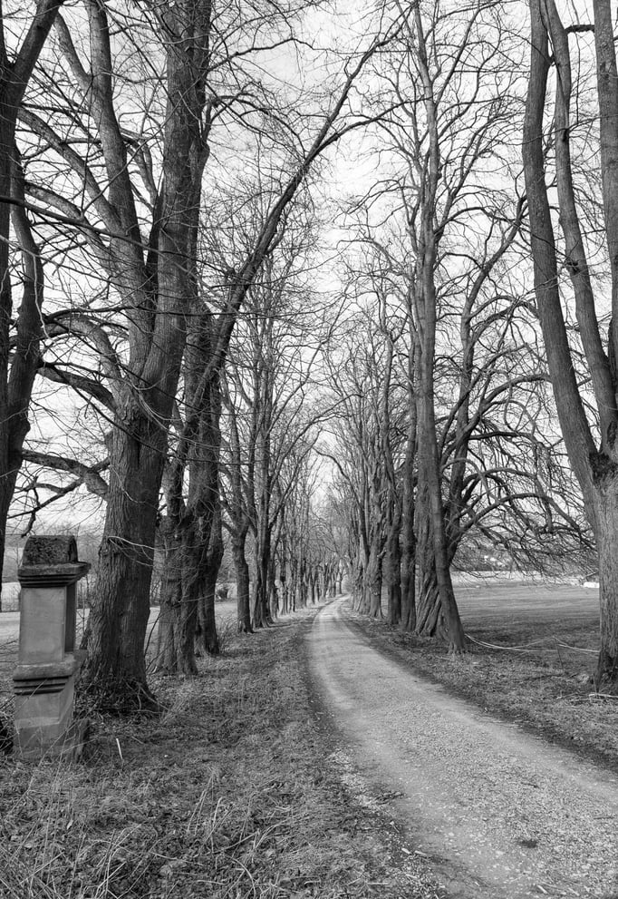 Allee in Heilbad Heiligenstadt