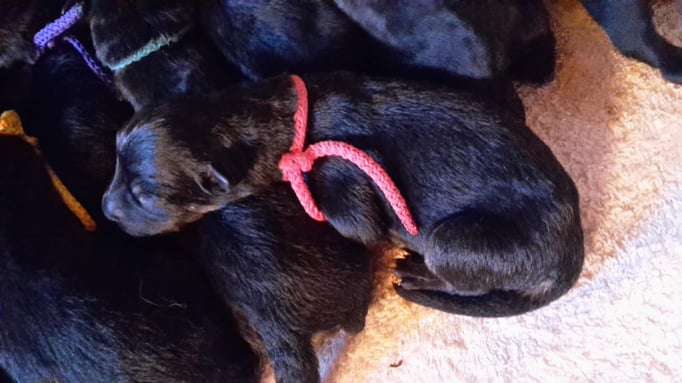 das Kleinste im Bunde (200g)