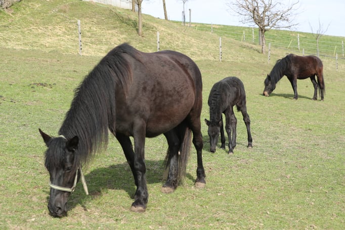 Maliska und Mutter Medina