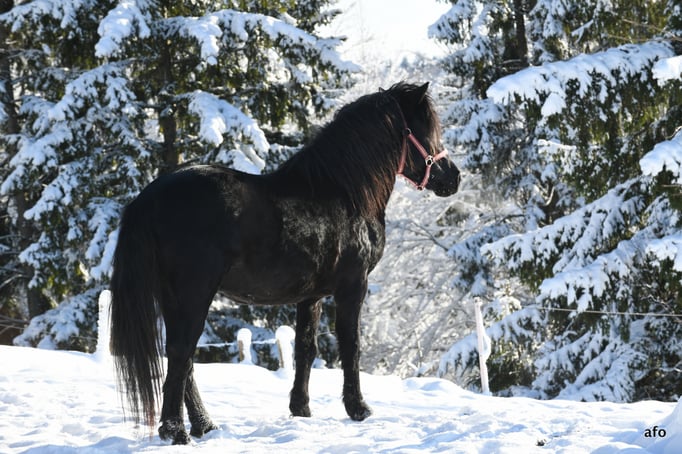 Vater Barut, Bosnisches Gebirgspferd