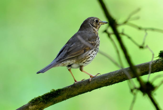 Singdrossel ((Turdus philomelos)