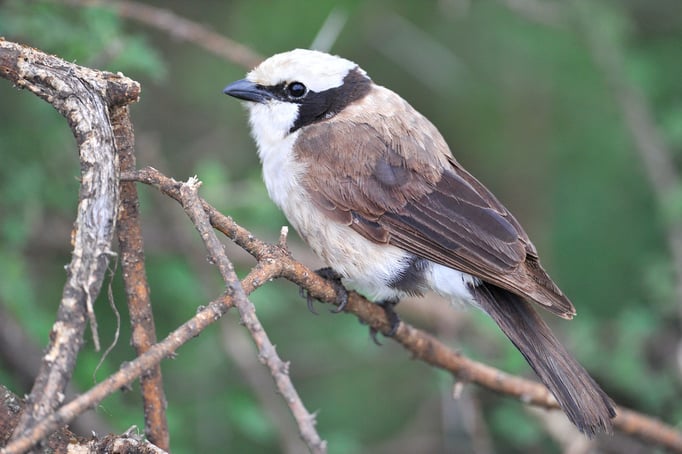 Rüppelwürger (Afrika)